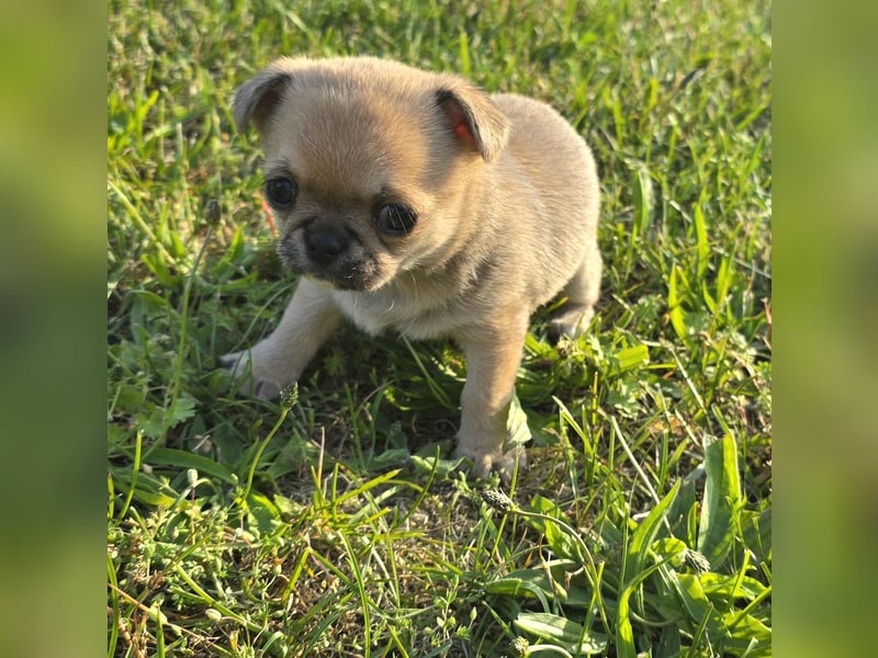 schöne smarte Chihuahua hündin sucht dich