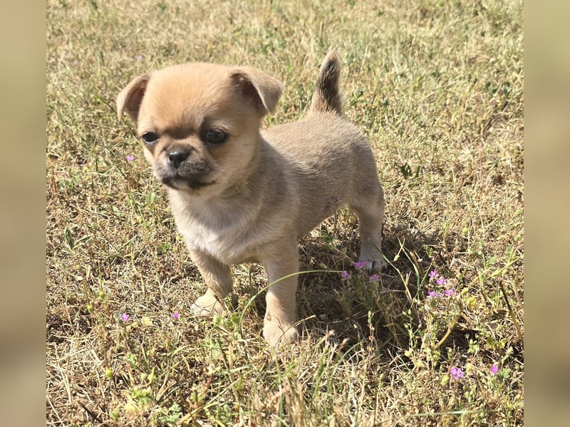 schöne smarte Chihuahua hündin sucht dich zum 5.7.25