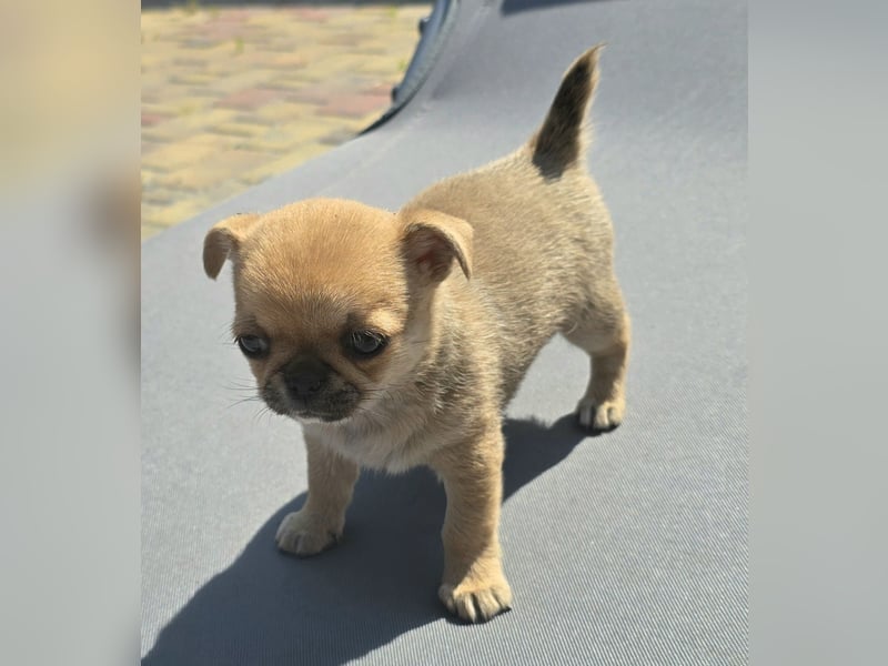 schöne smarte Chihuahua hündin sucht dich zum 5.7.25