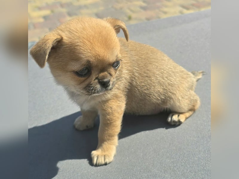 schöne smarte Chihuahua hündin sucht dich zum 5.7.25