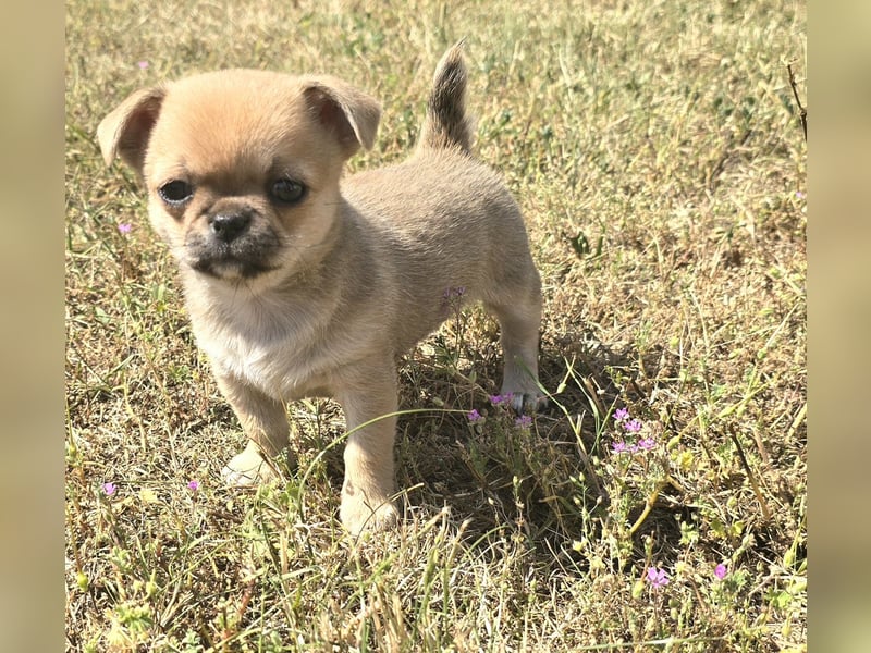schöne smarte Chihuahua hündin sucht dich zum 5.7.25