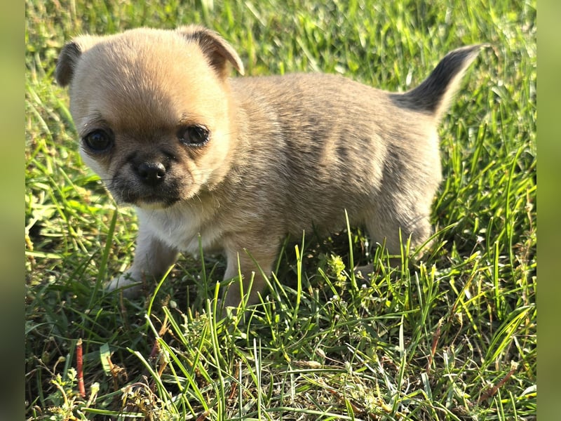schöne smarte Chihuahua hündin sucht dich