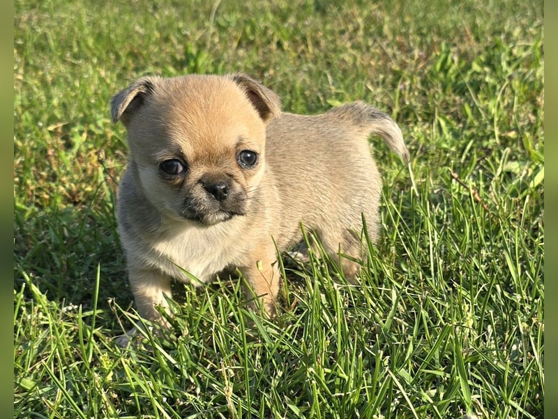 schöne smarte Chihuahua hündin sucht dich