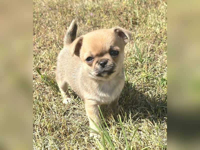 schöne smarte Chihuahua hündin sucht dich zum 5.7.25