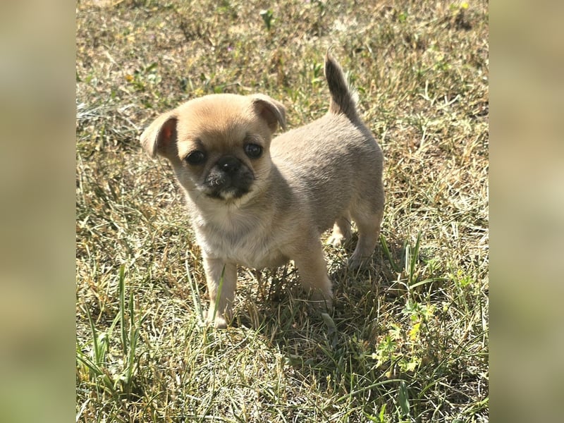 schöne smarte Chihuahua hündin sucht dich zum 5.7.25