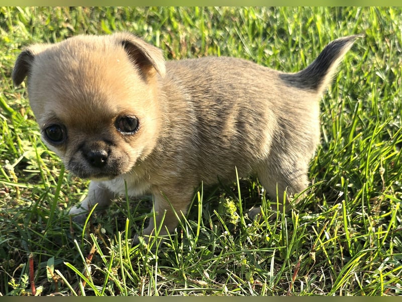 schöne smarte Chihuahua hündin sucht dich