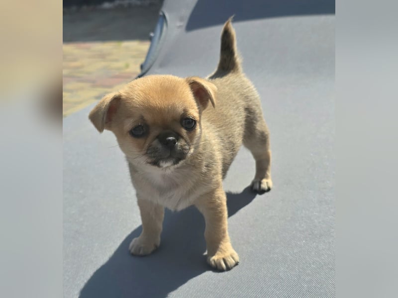 schöne smarte Chihuahua hündin sucht dich zum 5.7.25