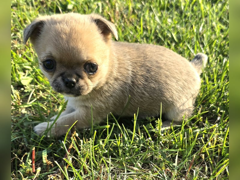 schöne smarte Chihuahua hündin sucht dich
