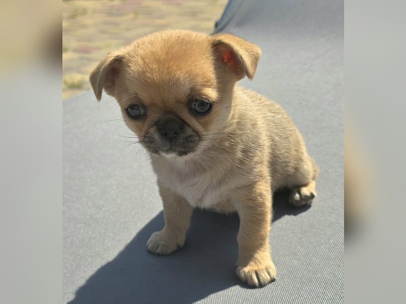 schöne smarte Chihuahua hündin sucht dich zum 5.7.25