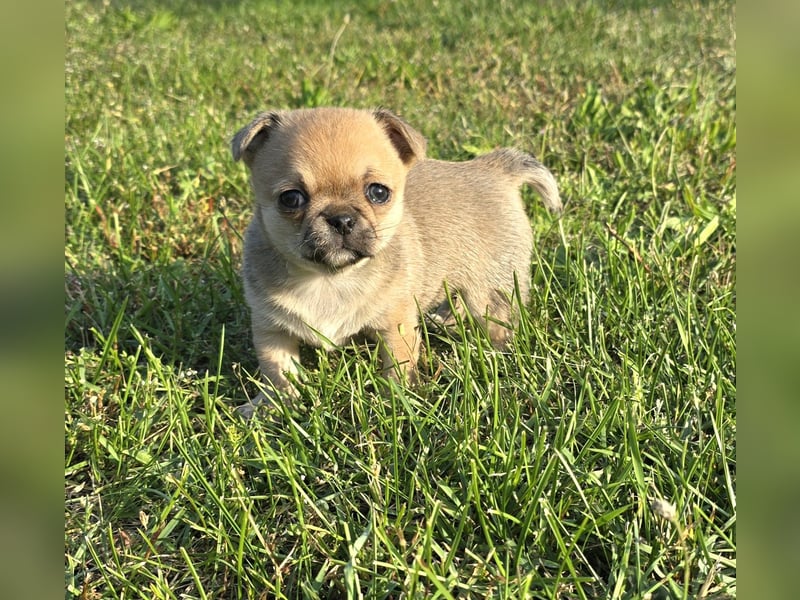 schöne smarte Chihuahua hündin sucht dich