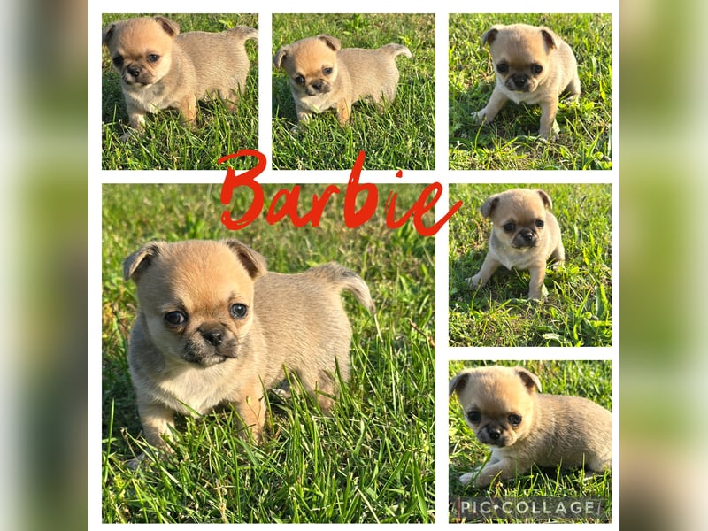 schöne smarte Chihuahua hündin sucht dich