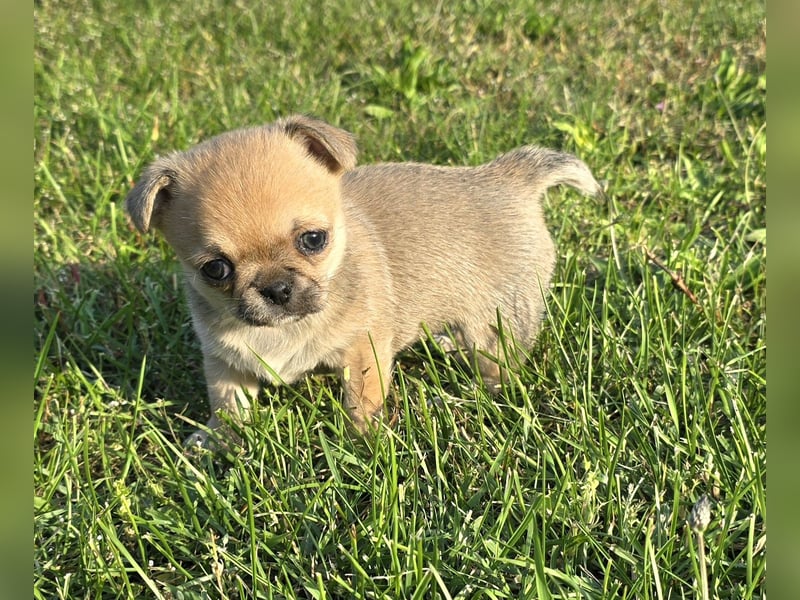 schöne smarte Chihuahua hündin sucht dich