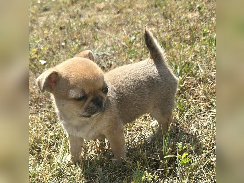 schöne smarte Chihuahua hündin sucht dich zum 5.7.25