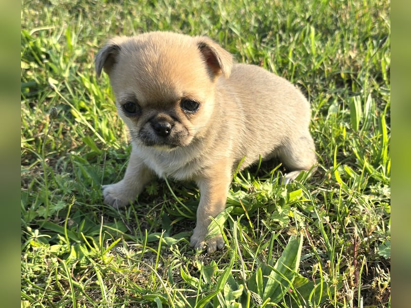 schöne smarte Chihuahua hündin sucht dich