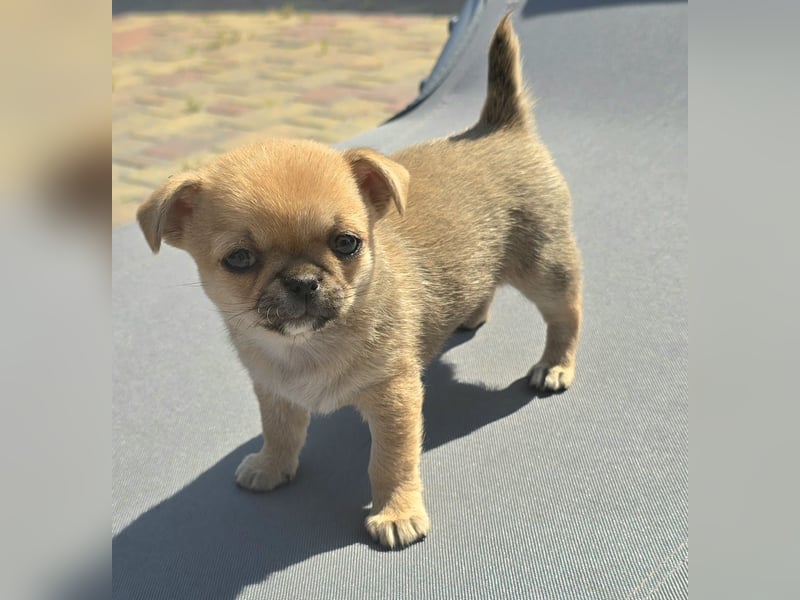 schöne smarte Chihuahua hündin sucht dich zum 5.7.25