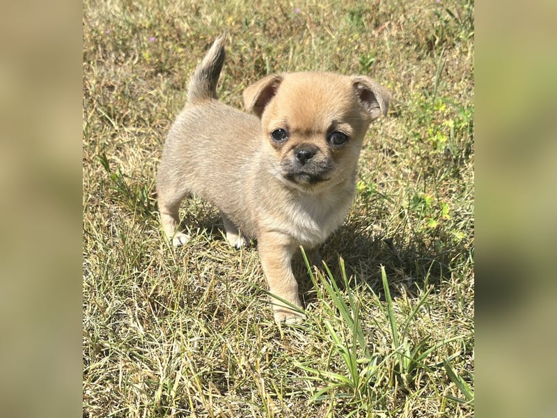 schöne smarte Chihuahua hündin sucht dich zum 5.7.25