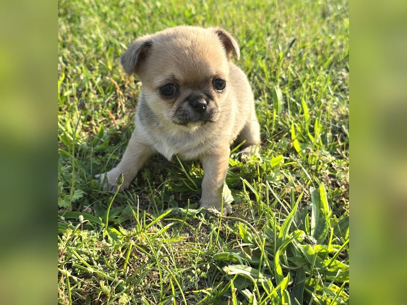 schöne smarte Chihuahua hündin sucht dich