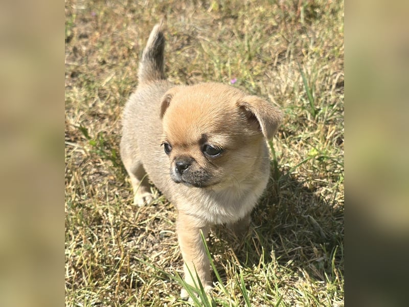 schöne smarte Chihuahua hündin sucht dich zum 5.7.25