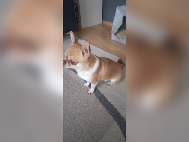 Chihuahuadame