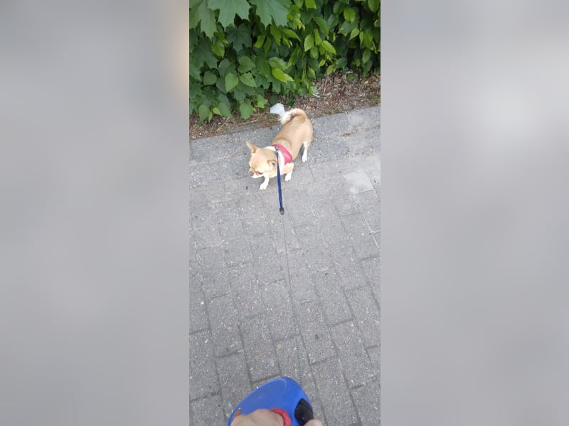 Liebevolle Chihuahuahündin