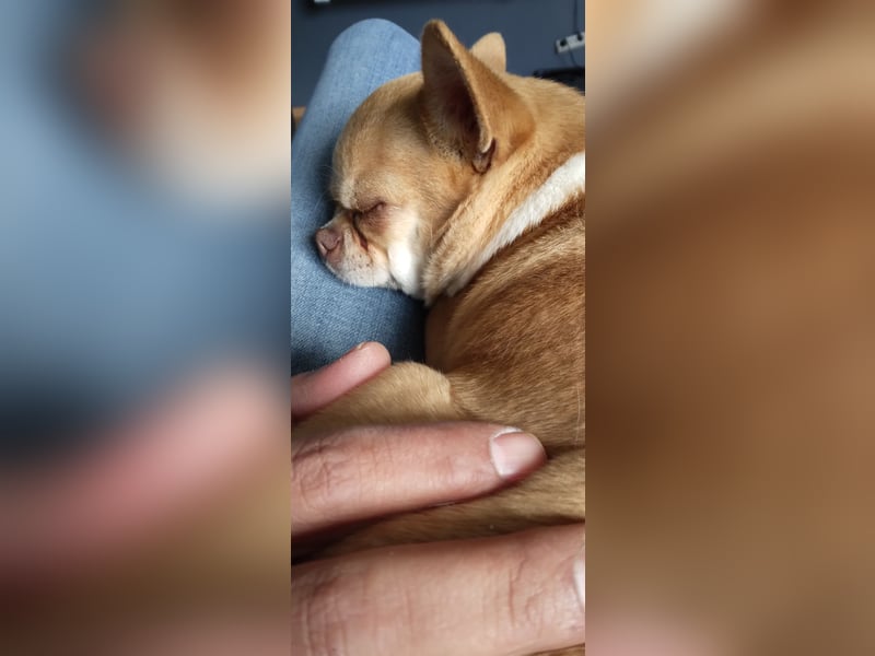 Liebevolle Chihuahuahündin