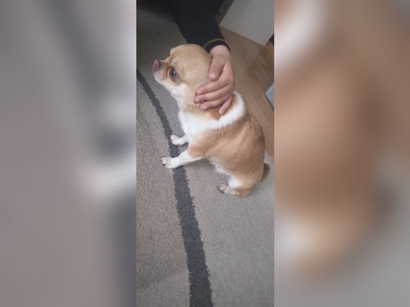 Chihuahuadame