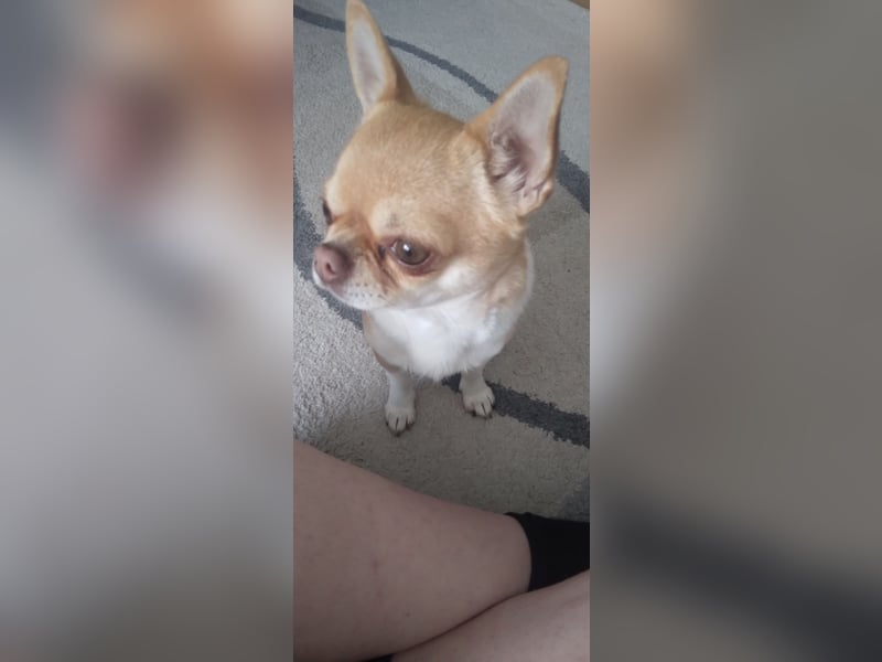 Chihuahuadame