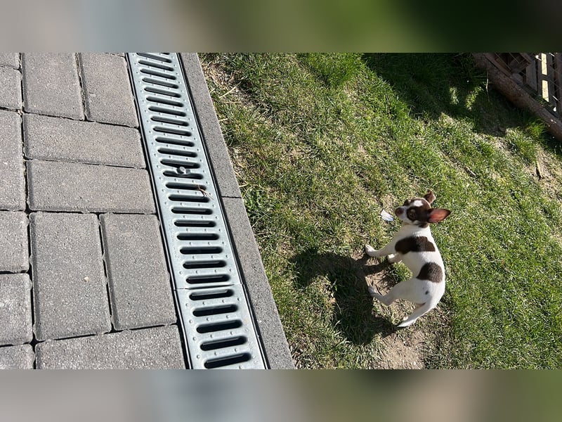 Mücke darf ausziehen