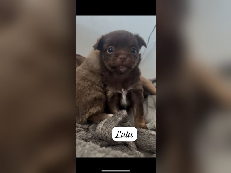 ❤️ Kleine Hundedame sucht ihr Für-immer-Zuhause ❤️