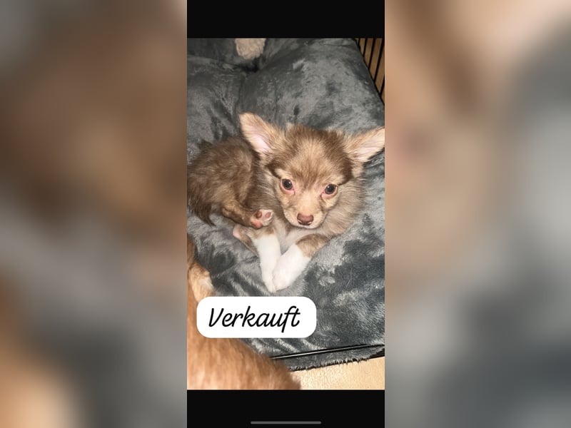 ❤️ Kleine Hundedame sucht ihr Für-immer-Zuhause ❤️