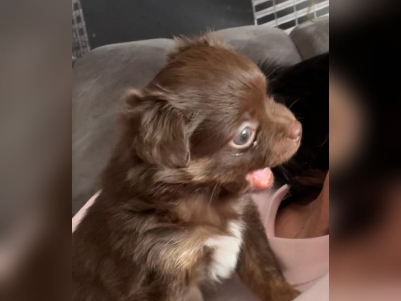 ❤️ Kleine Hundedame sucht ihr Für-immer-Zuhause ❤️