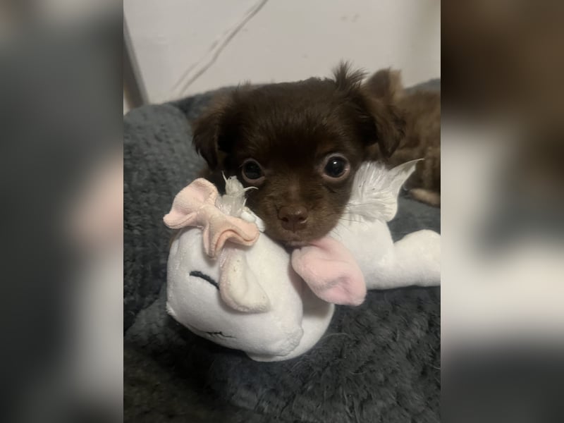 ❤️ Kleine Hundedame sucht ihr Für-immer-Zuhause ❤️