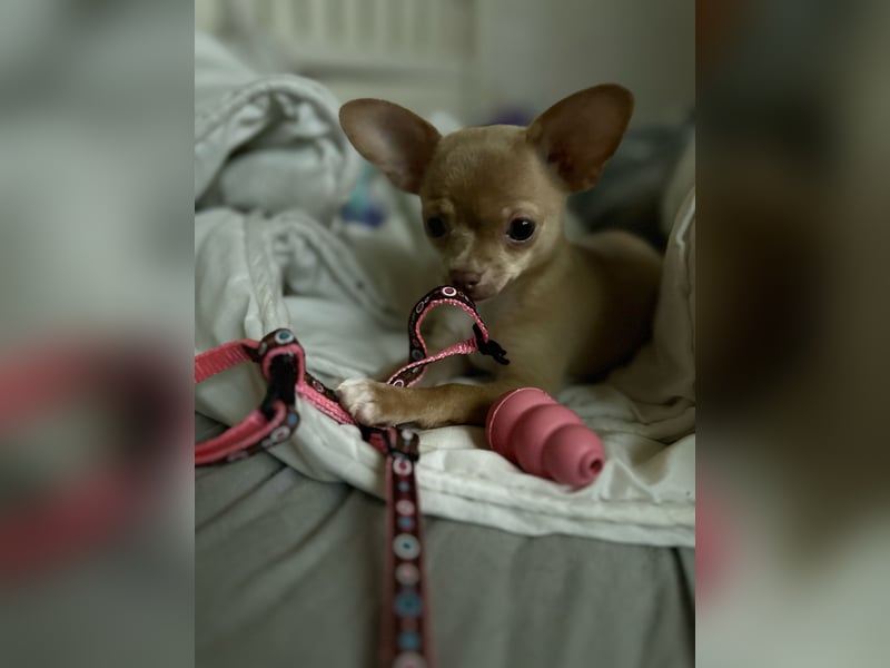 Chihuahua-Hündin