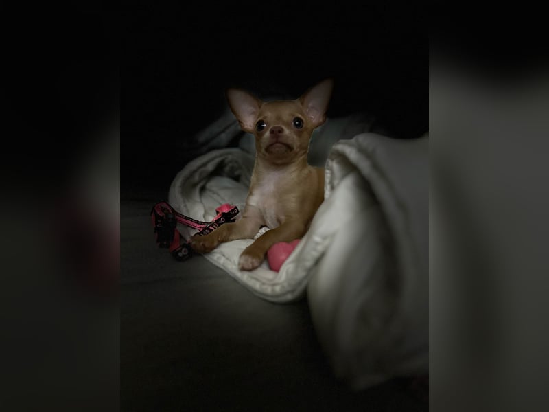 Chihuahua-Hündin