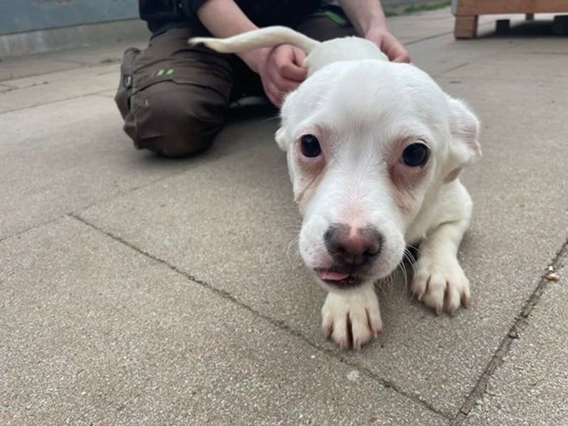 Doina, Chihuahua-Mix, geb. 2024, will die Welt erobern