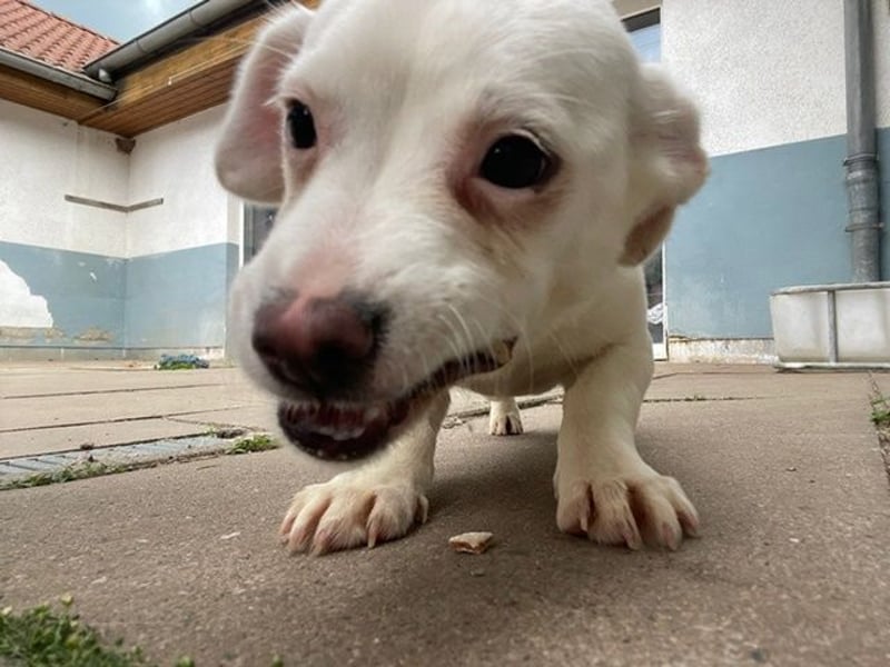 Doina, Chihuahua-Mix, geb. 2024, will die Welt erobern