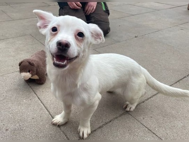 Doina, Chihuahua-Mix, geb. 2024, will die Welt erobern