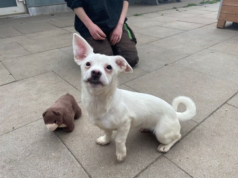 Doina, Chihuahua-Mix, geb. 2024, will die Welt erobern