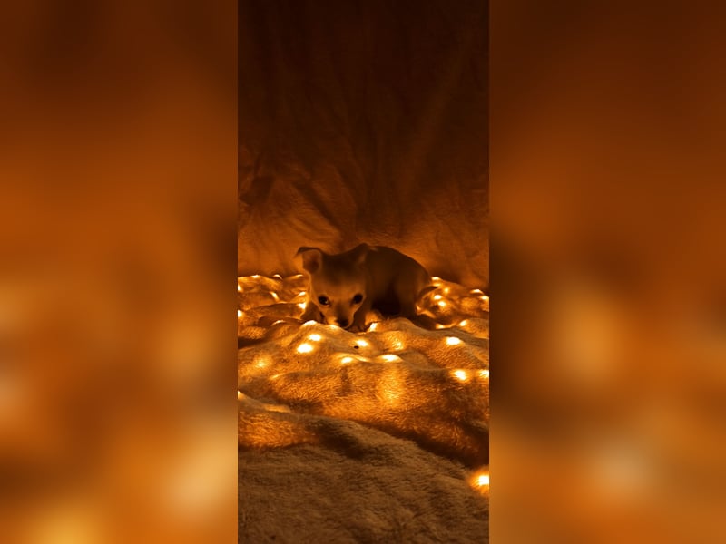 Chihuahua Mädls suchen ein neues zuhause