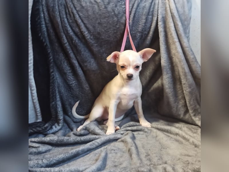 Chihuahua Mädls suchen ein neues zuhause