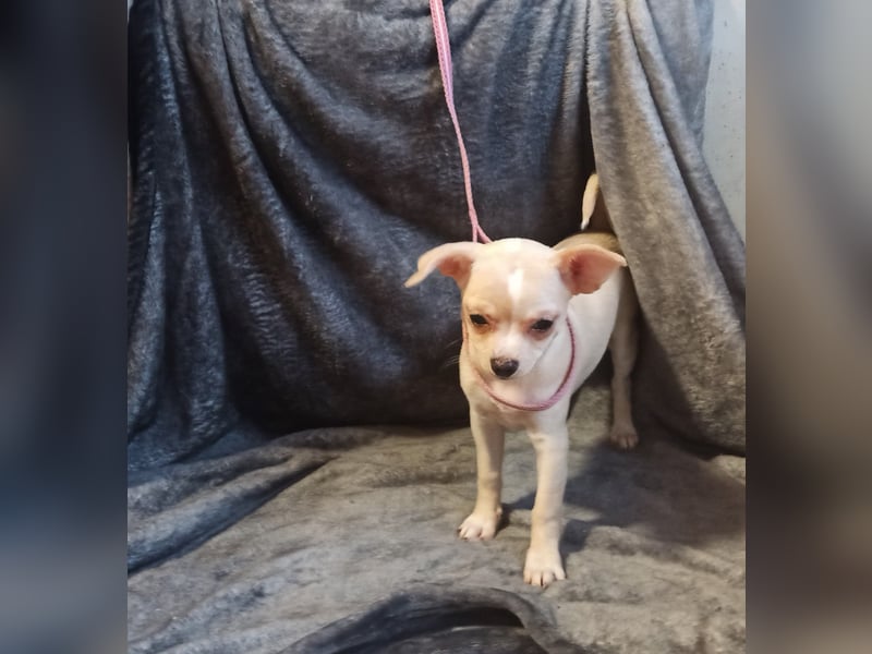 Chihuahua Mädls suchen ein neues zuhause