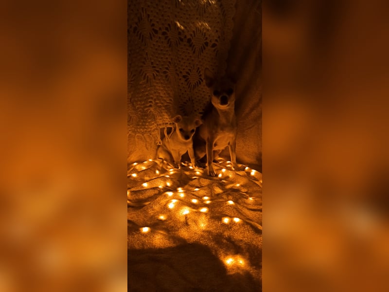Chihuahua Mädls suchen ein neues zuhause