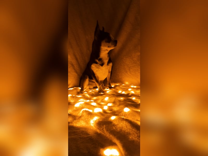 Chihuahua Mädls suchen ein neues zuhause
