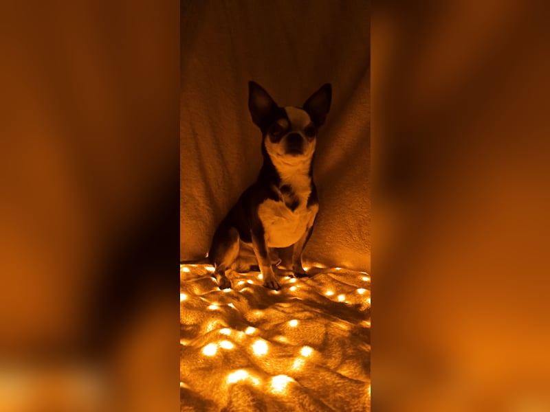 Chihuahua Mädls suchen ein neues zuhause