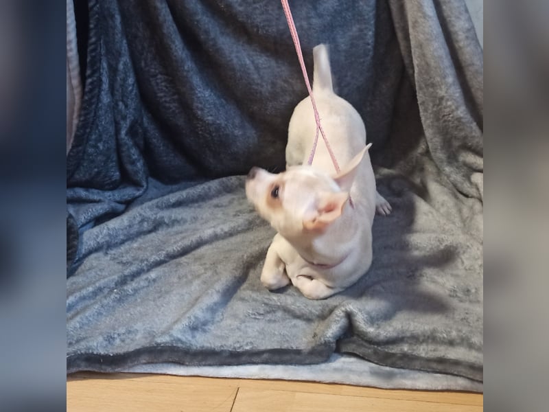 Chihuahua Mädls suchen ein neues zuhause