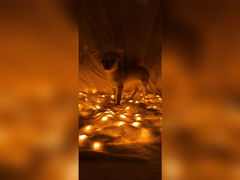 Chihuahua Mädls suchen ein neues zuhause
