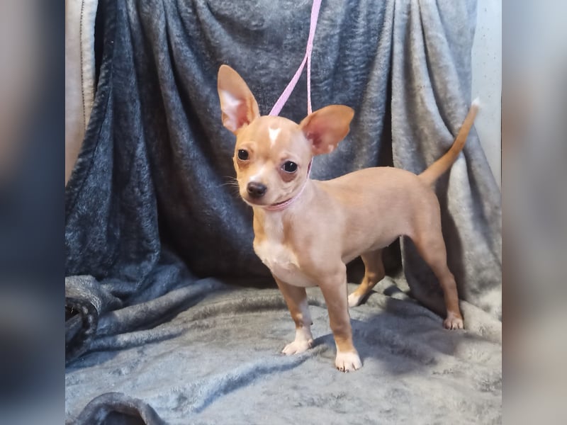 Chihuahua Mädls suchen ein neues zuhause