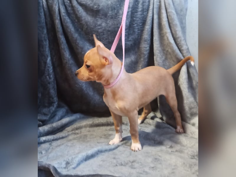 Chihuahua Mädls suchen ein neues zuhause