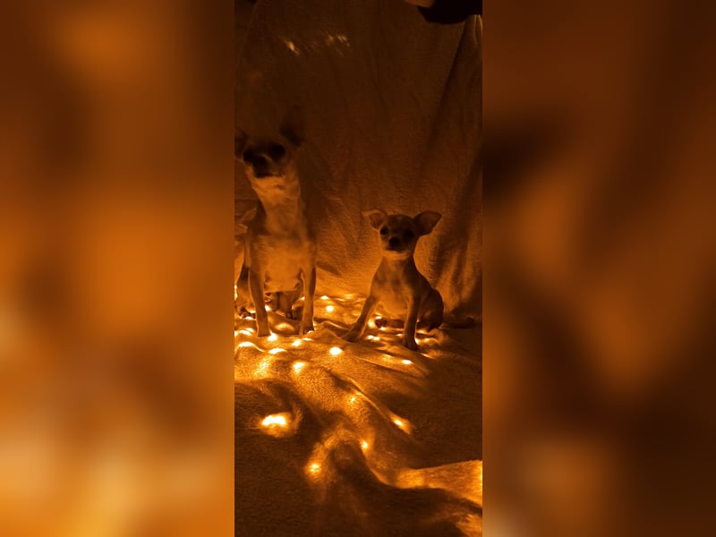 Chihuahua Mädls suchen ein neues zuhause