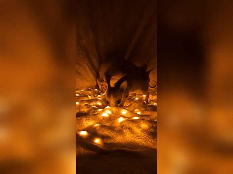 Chihuahua Mädls suchen ein neues zuhause